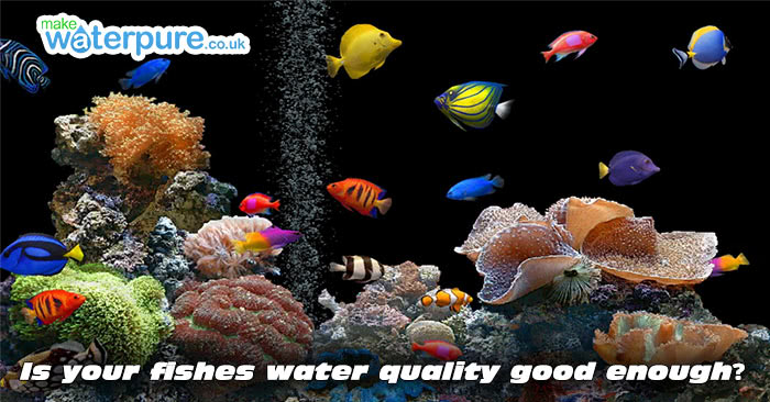 Using distilled water in the aquarium